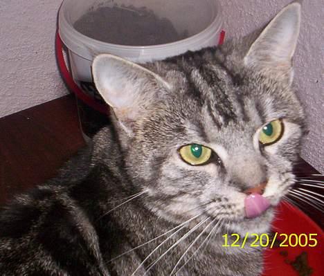 Blanding af racer Missy billede 11