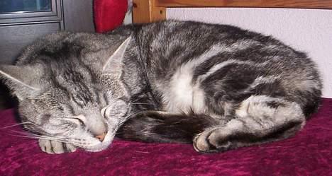 Blanding af racer Missy billede 12