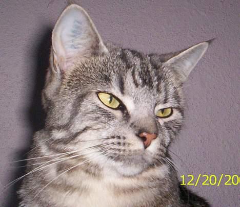 Blanding af racer Missy billede 13