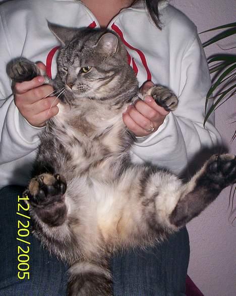 Blanding af racer Missy billede 14