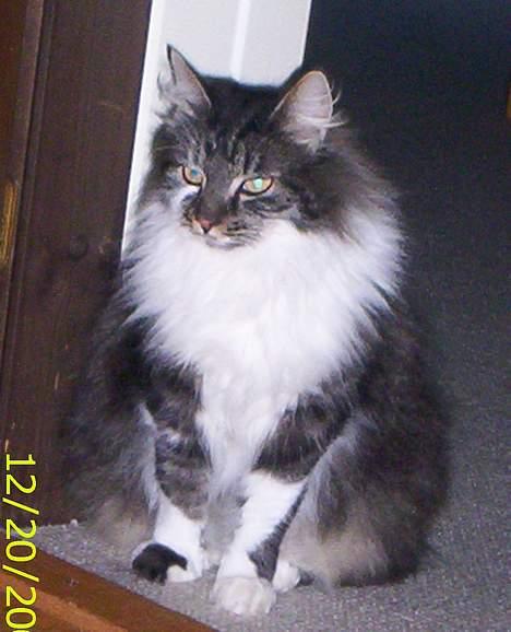 Blanding af racer Pjuske billede 1