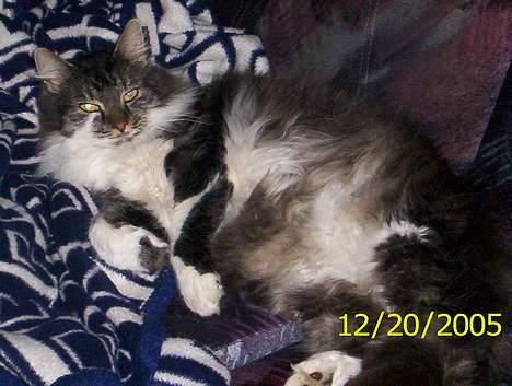 Blanding af racer Pjuske billede 3