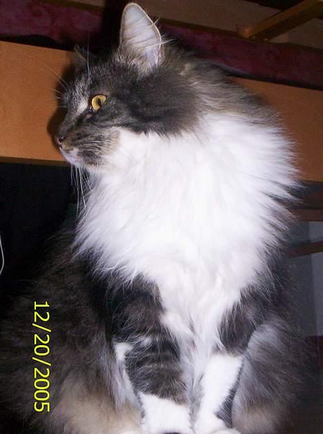 Blanding af racer Pjuske billede 4