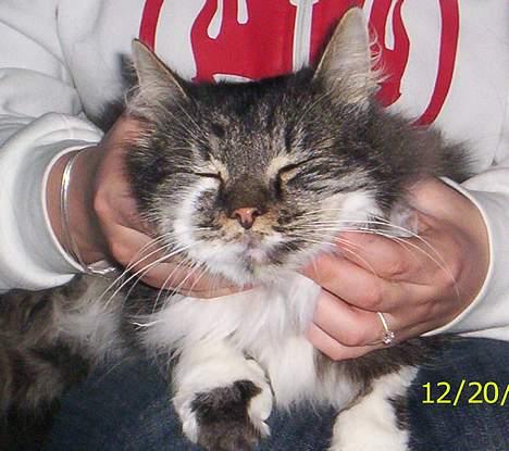 Blanding af racer Pjuske billede 5