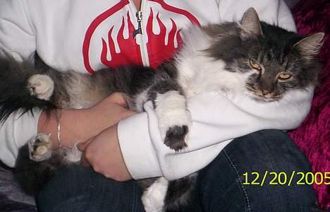 Blanding af racer Pjuske billede 6