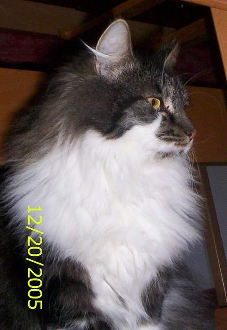 Blanding af racer Pjuske billede 7