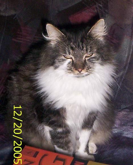 Blanding af racer Pjuske billede 9