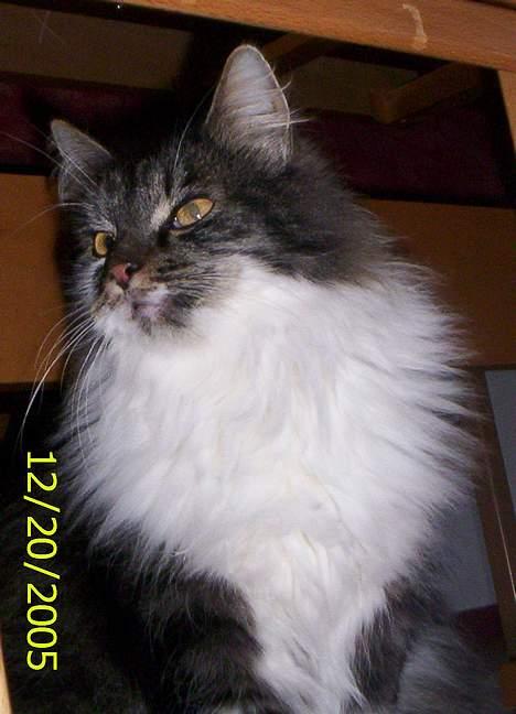 Blanding af racer Pjuske billede 12