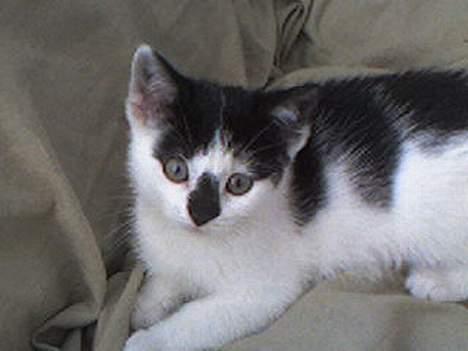 Huskat Missen billede 1