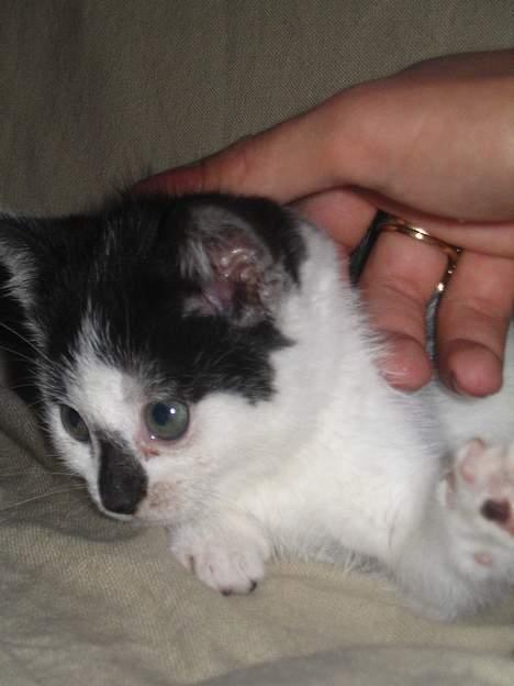 Huskat Missen billede 2