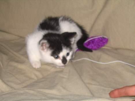 Huskat Missen billede 3