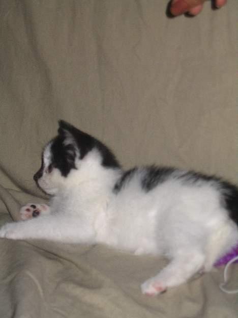 Huskat Missen billede 4