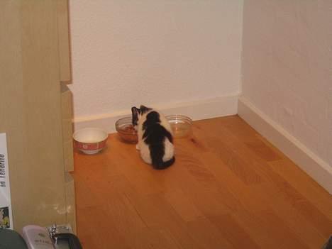 Huskat Missen billede 5