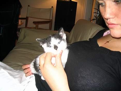 Huskat Missen billede 6