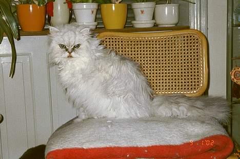 Perser Quincy - Tjaa, sådan kommer man til at ligne en uldtot, når man ikke vil børstes *G* billede 1