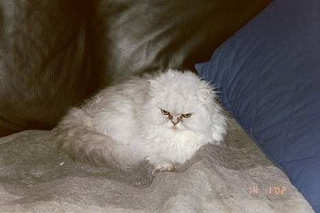 Perser Quincy - Og endnu større uldtot, han er håbløs *G* billede 2