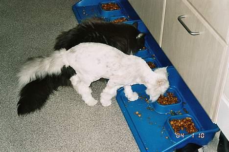 Perser Quincy - Men så gik den ikke længere, og han blev rigtig slank og fin *S* billede 3