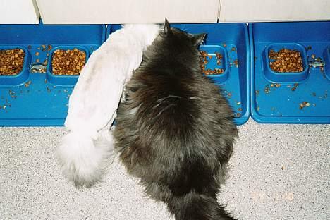 Perser Quincy - og man kan se, hvor lille han er ved siden af en skovkat, der endnu har sin pels *S* billede 4