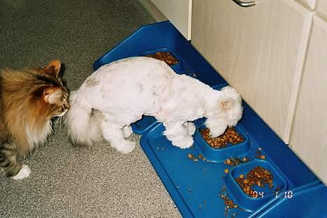 Perser Quincy - nej, han fylder ikke meget i landskabet billede 5