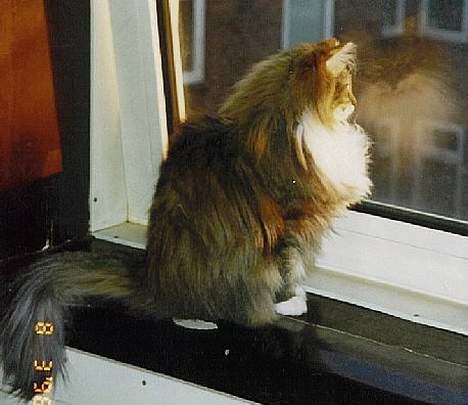 Norsk Skovkat Freja - Freja nyder udsgten i den gamle lejlighed. Lyset falder så smukt på hende billede 1