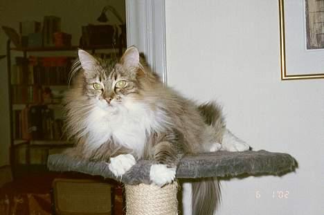 Norsk Skovkat Freja - Freja kan godt lide at ligge lidt højt og skue ud over tingene billede 2