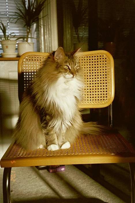 Norsk Skovkat Freja - Jeg ved ikke hvorfor, men det lykkes hende ret tit at finde en solstråle og tage sig rigtig godt ud *S* billede 3