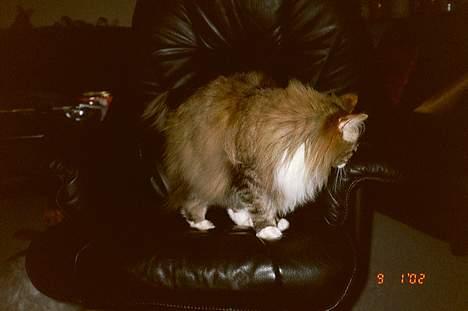 Norsk Skovkat Freja - Jeg skynder mig at indtage læderstolen som den første *S* billede 4
