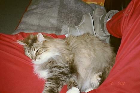 Norsk Skovkat Freja - og der kom jeg sørme først til at hygge på mors ben *S* billede 5