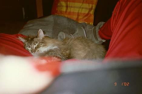 Norsk Skovkat Freja - og endnu et billede, hvor damen har indtaget mine ben og sofaen *S* billede 6