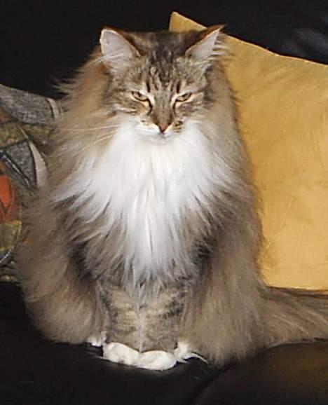 Norsk Skovkat Freja - jeg ved godt, at jeg ER dronningen her, så kom ikke og sig noget *S* billede 7