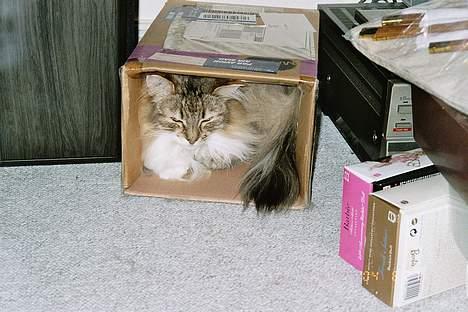 Norsk Skovkat Freja - den papæske passer lige til en lille dame billede 8