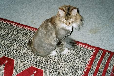 Norsk Skovkat Freja - Nej, Freja undslap heller ikke klipperen, og hendes farver trådte endnu tydeligere frem billede 9