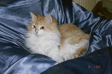 Norsk Skovkat Yazoo, R.I.P. - rød kat og blåt sengetøj matcher bare så godt *S* billede 1