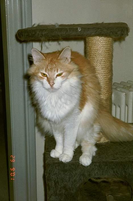 Norsk Skovkat Yazoo, R.I.P. - det skulle næsten forbydes at se så dum ud, som han gør her *G* billede 2