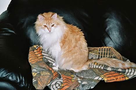 Norsk Skovkat Yazoo, R.I.P. - jeg bryder mig altså ikke om at få taget billeder, så jeg skumler lidt billede 3