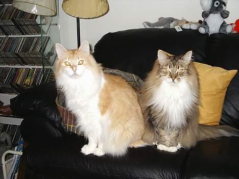 Norsk Skovkat Yazoo, R.I.P. - det hjalp da Freja kom op og holdt mig med selskab. Jeg holder meget af min halvsøster billede 4