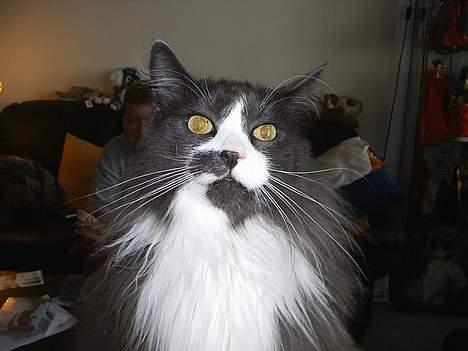 Norsk Skovkat Hampus, R.I.P.  - jaja, det er mig, tag nu det billede *G* billede 1