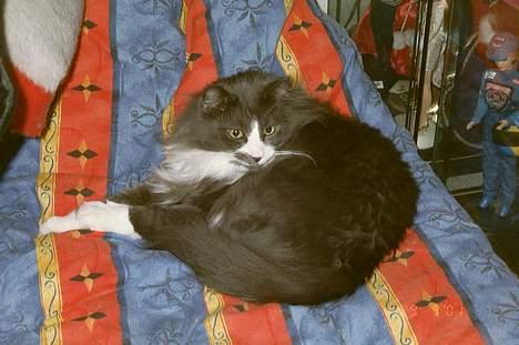 Norsk Skovkat Hampus, R.I.P.  - jeg ved godt, at der er redt op til gæster, men de lægger nok ikke mærke til lille mig *G* billede 2