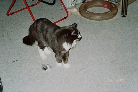 Norsk Skovkat Hampus, R.I.P.  - jeg håber ikke, at der er nogle, der griner af mig, for jeg er godt nok blevet tynd *G* billede 3