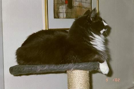 Norsk Skovkat Hampus, R.I.P.  - ahh, det var bedre, her kan jeg overskue det hele *S* billede 4