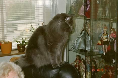 Norsk Skovkat Merlin - jeg er nu en ret prydsom mis billede 1