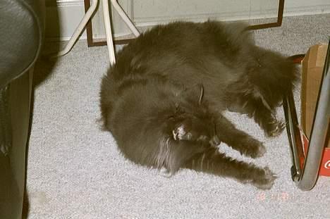 Norsk Skovkat Merlin - der godt kan blive lidt træt i ny og næ billede 2