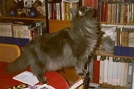 Norsk Skovkat Merlin - god positur, når jeg sådan står og gør mig til *S* billede 3