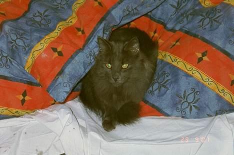 Norsk Skovkat Merlin - jaja Hampus, den dyne er ikke kun din *S* billede 4