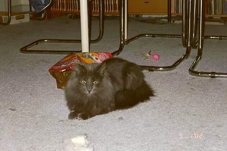 Norsk Skovkat Merlin - sådan en tom madpose er nu ret sjov at tumle med *S* billede 5