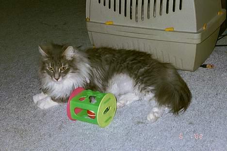 Norsk Skovkat Uther - jeg er en bisse, og det kan man også godt se her *S* billede 1