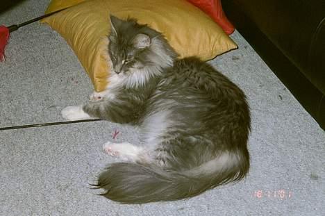 Norsk Skovkat Uther - men jeg ser da sød ud, når jeg sover *GGG* billede 2