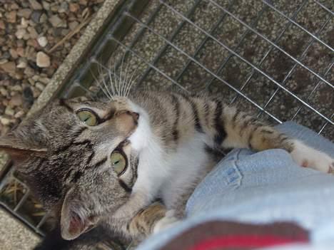 Huskat Tequila † Død † :'/ - Min mis! <3 billede 1