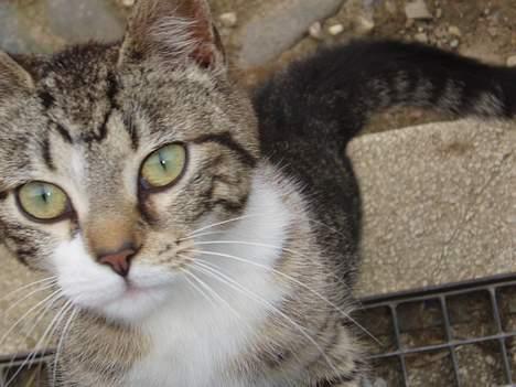 Huskat Tequila † Død † :'/ - Smukke Quille! billede 2