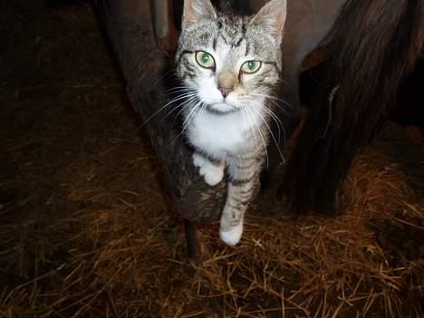 Huskat Tequila † Død † :'/ - I stalden billede 3